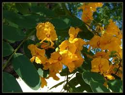 Image result for Tipuana