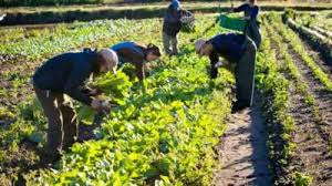 Organic Farming Market In Depth Analysis Market Trends And Forecast 2028