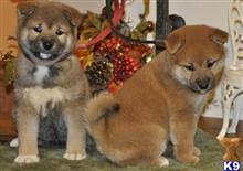The shiba inu is an alert, lively and bold dog; Shiba Inu Puppies For Sale In Florida