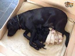 Maybe you would like to learn more about one of these? Goldador Pups Black Lab X Golden Retriever Sherborne Dorset Pets4homes Black Goldador Black Labrador Golden Retriever