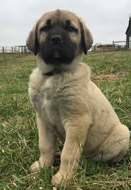 Her mother and father are very gentle, very friendly with everybody, extremely sweet specially her mother(super and don't forget the puppyspin tool, which is another fun and fast way to search for puppies for sale in south carolina, usa area and dogs for. 2019 Kangal Puppies For Sale At Von Tassen Farm Kentucky