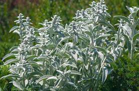 Angustifolia, and the woolly leaved spanish species, l. 16 Silver Foliage Plants To Brighten Your Landscape