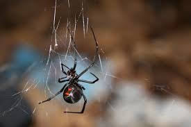 Sometime there are markings on the back (dorsal) side of the abdomen, too. Could Spider Venom Hold The Holy Grail Of Natural Pesticides Michigan Radio