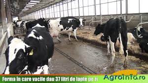 Pe unii români ziua de 27 martie îi scoate din sărite foarte tare, astfel că simt nevoia să. Ferma In Care Vacile Dau 37 Litri De Lapte Pe Zi Youtube