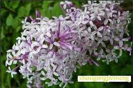 Located at 504 broadway in idaho falls, idaho. æ¢¦è§ä¸é¦™èŠ± æˆ'ä½œæ¢¦æ¢¦è§ä¸é¦™èŠ±æ˜¯å‰è¿˜æ˜¯å‡¶ å'¨å…¬è§£æ¢¦æŸ¥æ¢¦åˆ°ä¸é¦™èŠ±å¥½ä¸å¥½ è§£æ¢¦ç»å…¸ æ°'ä¿—æ–‡åŒ–