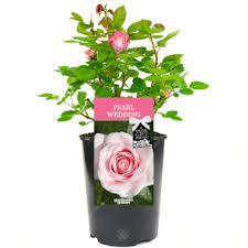 The delectable anniversary chocolate cake and exquisite flower bouquets are the most popular anniversary gifts. Silver Wedding Rose 25th Wedding Anniversary Rose Bush White Roses