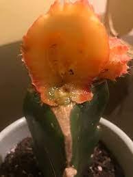 The first step is to choose healthy parts of the cactus that are not dry or you can skip using a knife to take a cutting, if comes off loosely from the cactus. Moon Cactus Cut Cactiguide Com