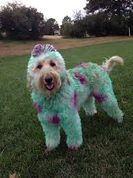 Haha I Would Love To Dye Hoosier Blue Like Sully From Monsters Inc Golden Doodle Dog Dog Dye Doodle Dog