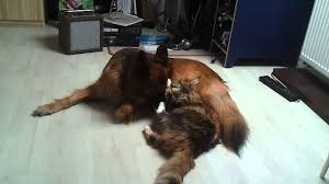Maybe you would like to learn more about one of these? German Shepherd Vs Maine Coon Love Vs Hate Youtube