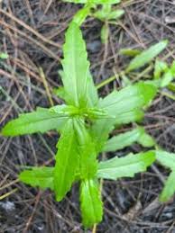 Image result for Enydra