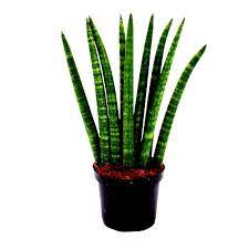 We did not find results for: Buy Sansevieria Cylindrica Snake Plant Plant Online At Plantsguru Com
