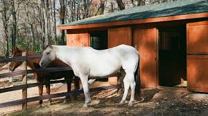 Thinking about building a pole barn? How Much Does It Cost To Build A Horse Barn Horse Care America