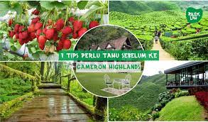 Cameron highlands one day trip, 2 days 1 night & 3 days 2 night itinerary. Baca 7 Tips Sebelum Ke Cameron Highlands Ini Dulu Kalau Tak Anda Akan Menyesal Rileklah Com