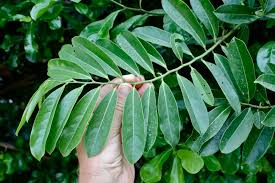 Image result for Artabotrys hexapetalus