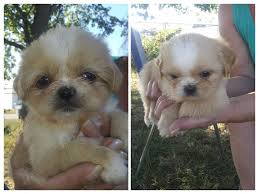 They are fully accustomed to children and othe… Pin On Thom S Shih Tzus