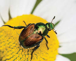 Chinese rose beetles and the japanese beetle infestation can wreak havoc in a hurry. Bugs B Gone A Guide To Natural Pest Control Boulder County Home Garden Magazine