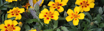 Image result for tagetes)