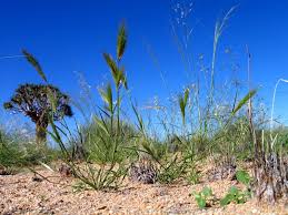 Image result for Aristida congesta