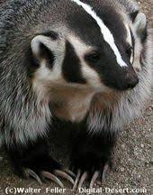 Carnivores Desert Wildlife North American Animals Animals Animals Beautiful