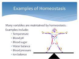 Maybe you would like to learn more about one of these? Homeostasis August 10 The Maintenance Of Relatively Stable Internal Conditions Dynamic Process The Body Is Constantly Regulating To Keep Ppt Download