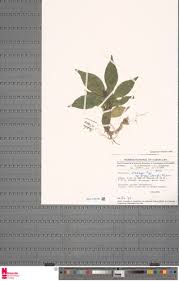 Image result for Dorstenia dinklagei