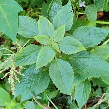 Image result for Acalypha ciliata