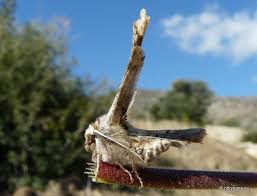 Image result for Flabellaria