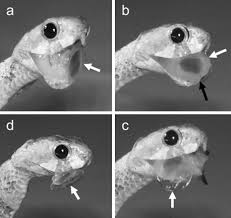Slither through a new competitive version of snake and survive as long as you can! Mandibular Sawing In A Snail Eating Snake Scientific Reports
