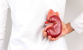 Lvlupfit.comwhat organ in just underbthe bottom left rib : Posts Page 3 Of 36 Ask The Scientists