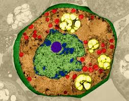 Maybe you would like to learn more about one of these? Parenchyma Cell From A Plant Tem Stock Image C032 4391 Science Photo Library