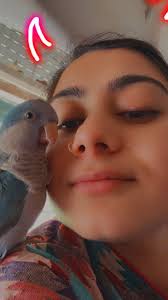 Lost Quaker/Monk Parakeet Sky in Melbourne, Florida