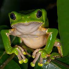 Here is some background on diamagnetism from wikepedia if you have need some more info. Kambo The Controversial Drug Derived From Stressed Out Frogs Animals The Guardian