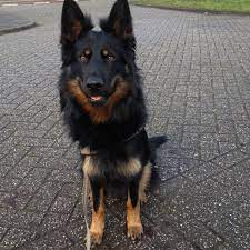 We did not find results for: My Very Own Chodsky Pes Bohemian Shepherd From Czech Republic Family Of The Gsd Dog Friends Dog Breeds Bohemian Shepherd