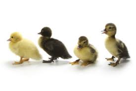 Ducklings should be fed a starter diet from the time they. Ducklings Baby Ducklings