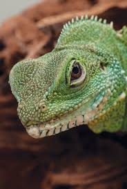 Reptile Supplies Reptile Accessories Products Petsmart Reptiles Pet Pet Lizards Pets
