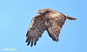 صور عقاب أبو الحيات في سهول مرج بن عامر شمال الضفة الغربية المحتلة عدسة فؤاد صوافطة Animals Bird Palestine