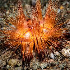 Image result for Costularia natalensis