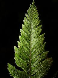 Image result for Trichomanes