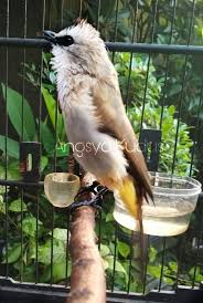 Check spelling or type a new query. Ropel Super Adapun Beberapa Masalah Yang Membuat Burung Tr Trucukan Mengeluarkan Lidah Melet2 Atau Mendesah Hhhh Saat Di Trek Di Menurut Saya Bisa Sebabkan Adanya Faktor Seperti Bisa Di Karenakan
