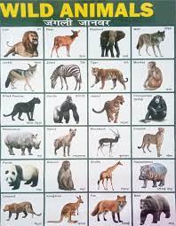 Names of domestic and wild animals in sanskrit with attractive reference images and hindi and english translation. Wild Animals Pictures With Names In English Hindi Seg
