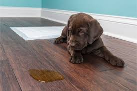 Pets are not as smart as humans, and they can make mistakes anytime. 5 Effective Ways To Remove Stain From Wood Floor