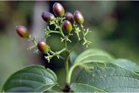 Image result for Icacinaceae