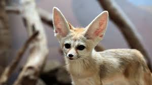 20 Amazing Animal Adaptations For Living In The Desert Mental Floss