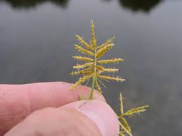 Image result for Cyperus esculentus