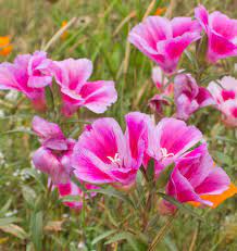Clarkia Flower Varieties Best Flower Wallpaper