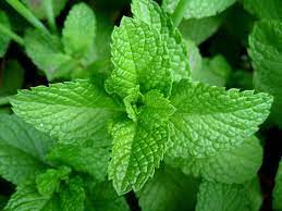 Eleven Common Herbs That Not Only Serve Their Culinary Purposes But Are Great Additions To Your Garden Aesthetics Not To Men Mint Plants Planting Herbs Herbs