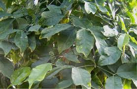 Image result for Gnetaceae