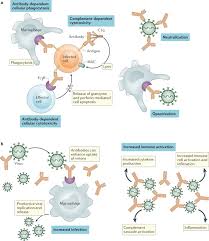 Preprint posted march 11, 2020. Neutralizing Monoclonal Antibodies For Treatment Of Covid 19 Nature Reviews Immunology