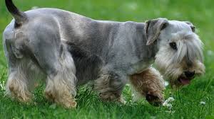 Image result for ČESKÝ TERIÉR