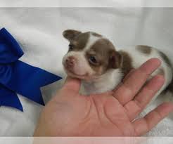 Search results for puppies pets and animals for sale in medford, oregon. Puppyfinder Com Chihuahua Puppies Puppies For Sale Near Me In Central Point Oregon Usa Page 1 Displays 10